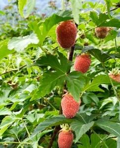 5颗 掌叶覆盆子树莓红树莓苗盆栽带果三月泡树莓刺梅野草莓双季