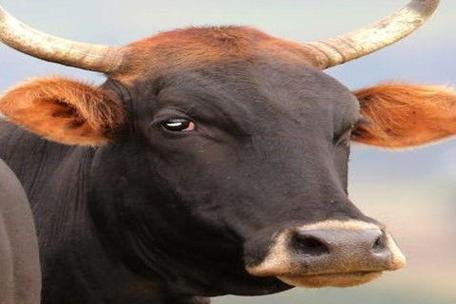 属牛的人有什么性格特点?