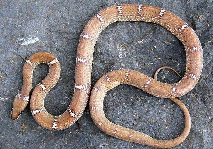 p>白环蛇(学名:lycodon aulicus)是游蛇科白环蛇属的爬行动物,主要