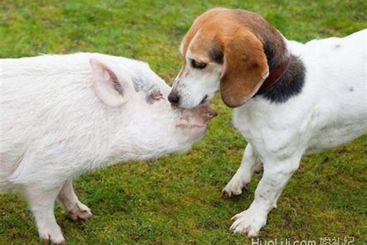 男属狗和女属猪婚姻相配吗?合婚狗和猪怎么样