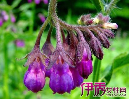 紫草油的来源 紫草油的来源是什么