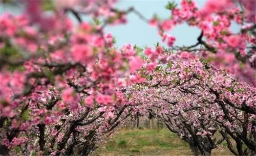 现实版的十里桃花中国水蜜桃之乡看桃花