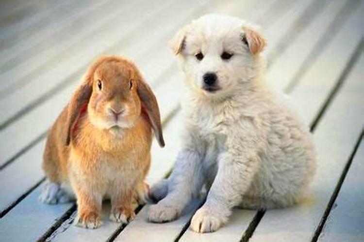 狗和兔相配不(属狗合属兔合婚吗)