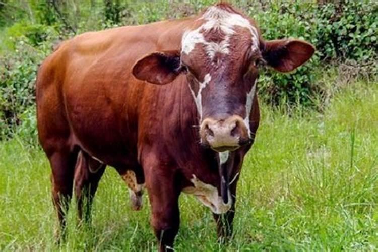 85年属牛属于什么命?85年属牛人最好的命格是什么