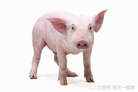 属猪是那几年 属猪的今年2023年多大 公历纪元2007年农历丁亥年猪年