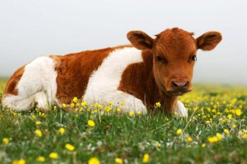 属牛的是什么性格属牛的幸运数字是多少