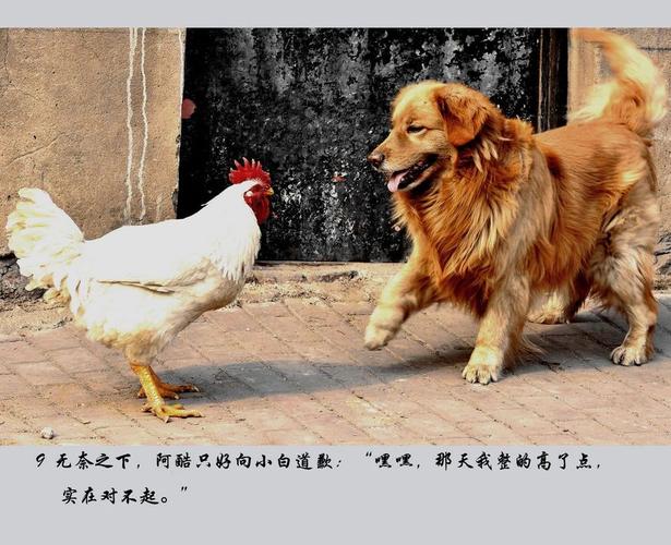 属鸡跟狗生肖配对怎么样属鸡的和属狗的合不合万年历(属鸡和狗)