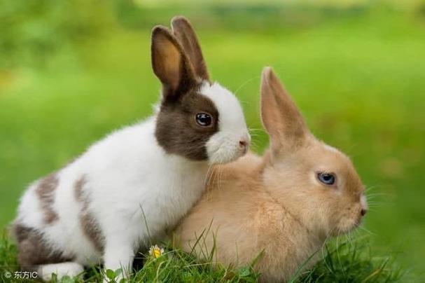 十二生肖兔子与什么属相相冲属兔与什么属相相合相冲