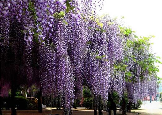 紫藤花的风水学应用紫藤花从外表上看只是一种花儿,而且紫藤花开放的
