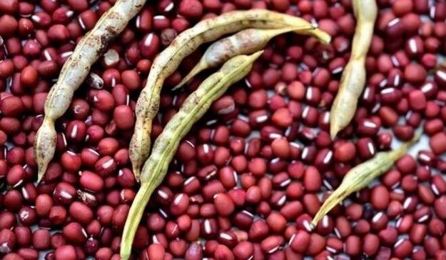 中医认为赤小豆有利水消肿解毒排脓的功效与作用