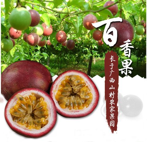 广西特产百香果 鸡蛋果 西番莲热带水果现摘中果5斤装40-50个酸爽