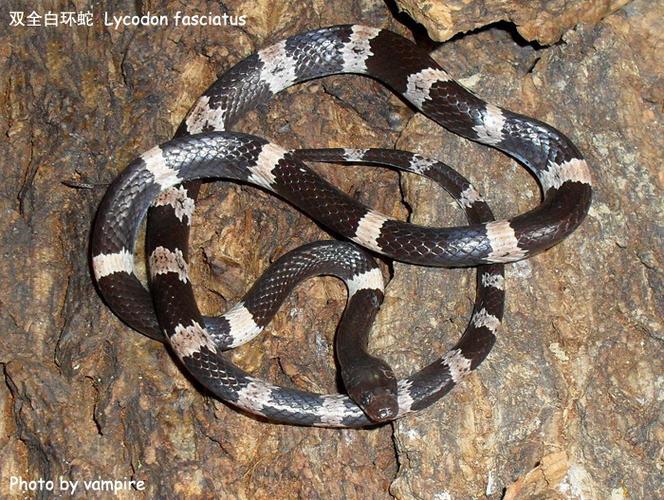 p>白环蛇(学名:lycodon aulicus)是游蛇科白环蛇属的爬行动物,主要