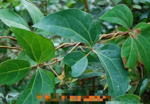 它也叫大血藤是木通科植物大血藤的茎,这种中药材多出产于中国的江西