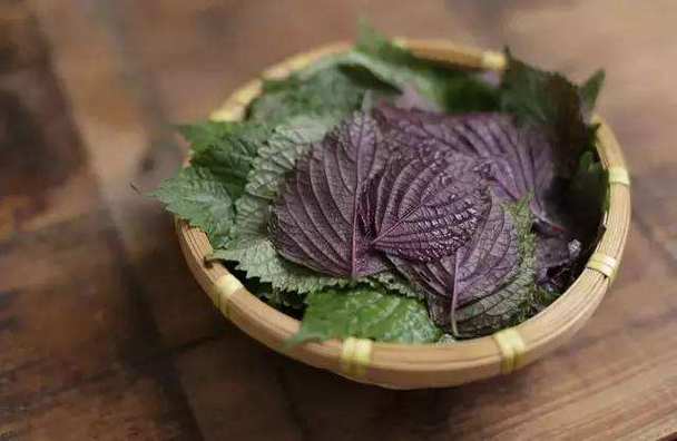 紫苏叶能治哪些妇科病怎么吃(烤肉时加紫苏叶子,除了美味原来还有食疗