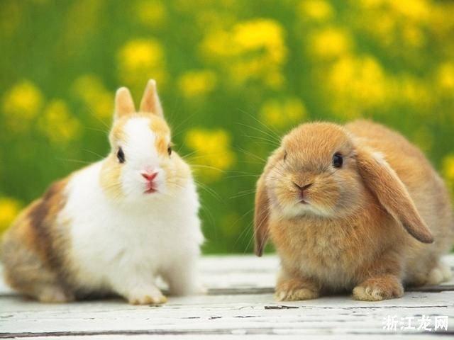 属鼠的和属兔的合不合婚,属鼠的和属兔的合不合?