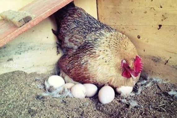 梦见鸡下蛋是什么意思,女人梦到母鸡下蛋去捡鸡蛋有什么预兆 - 鸭寮街
