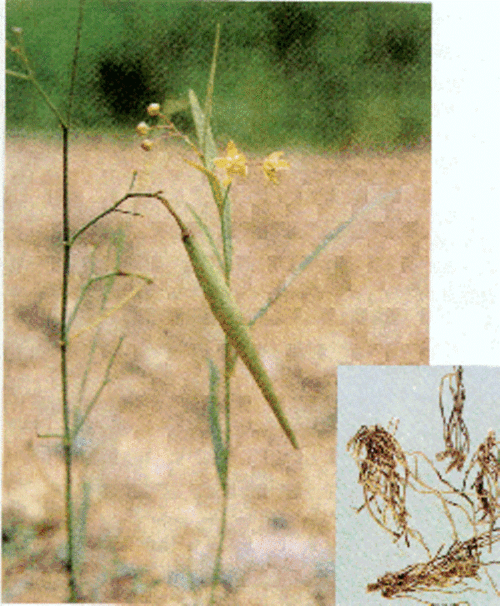 徐长卿 radix cynanchi paniculati(英)paniculate swallowworf root