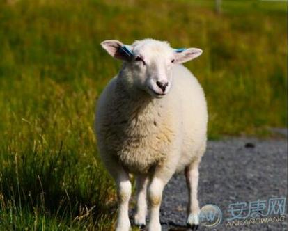 2023年属羊的全年运势2023年属羊的全年运势属羊2023年运势运程