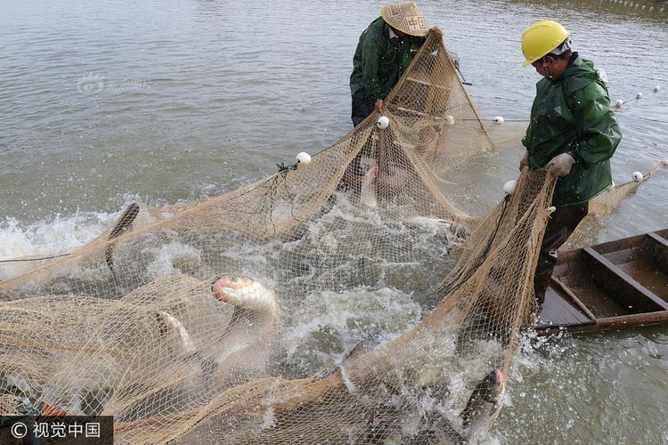 安徽渔民捕鱼现场 一天捞20000斤河鱼