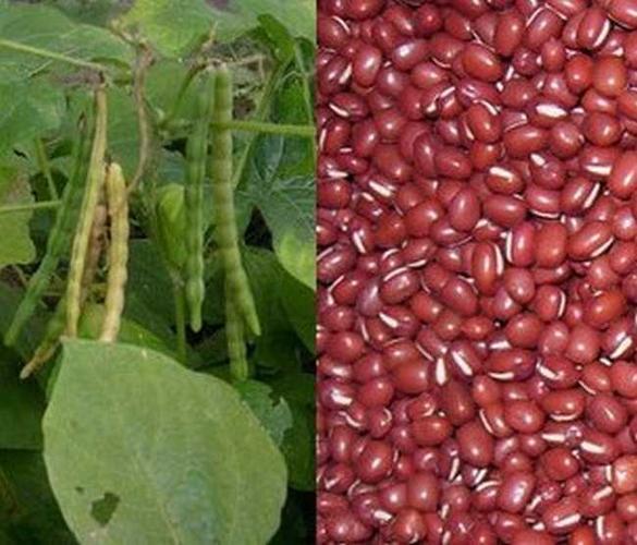 赤小豆的功效与作用及食用方法赤小豆的副作用与禁忌中药赤小豆图片