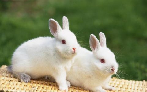 鼠和兔相配婚姻如何,属兔和属鼠相配吗?为什