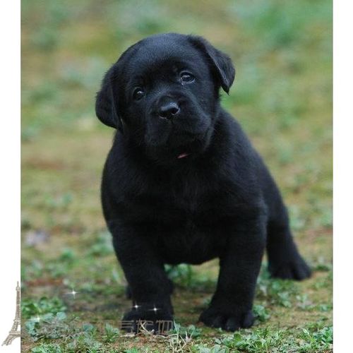 赛级纯种拉布拉多幼犬黑色拉布拉多寻回犬宠物狗狗活体公母都有p