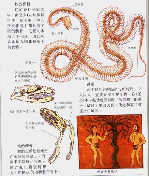 蛇缘五行：揭秘蛇类的神秘力量与五行之道