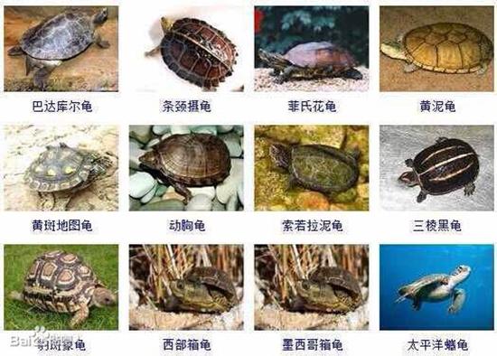 乌龟的种类图片全球235种乌龟种类下